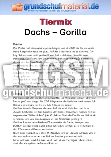 Dachs - Gorilla.pdf